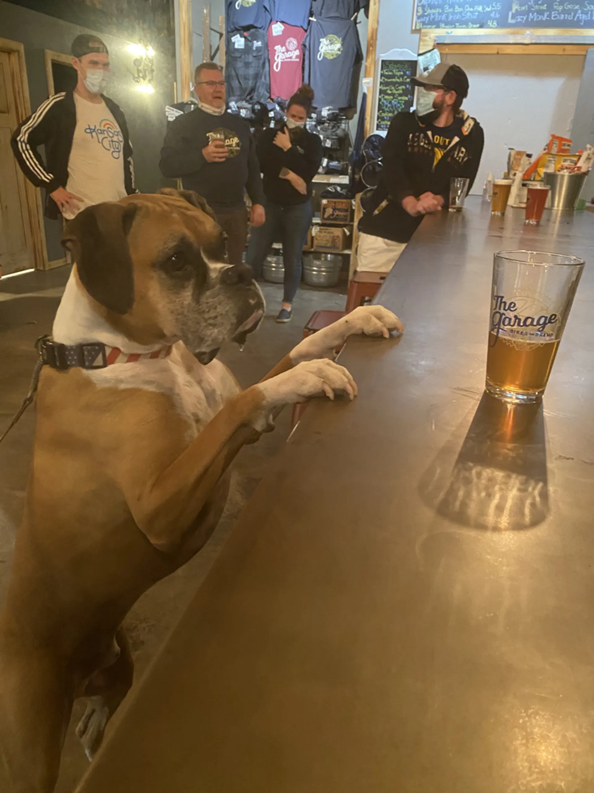 Boxer dog with paws on the Garage bar counter