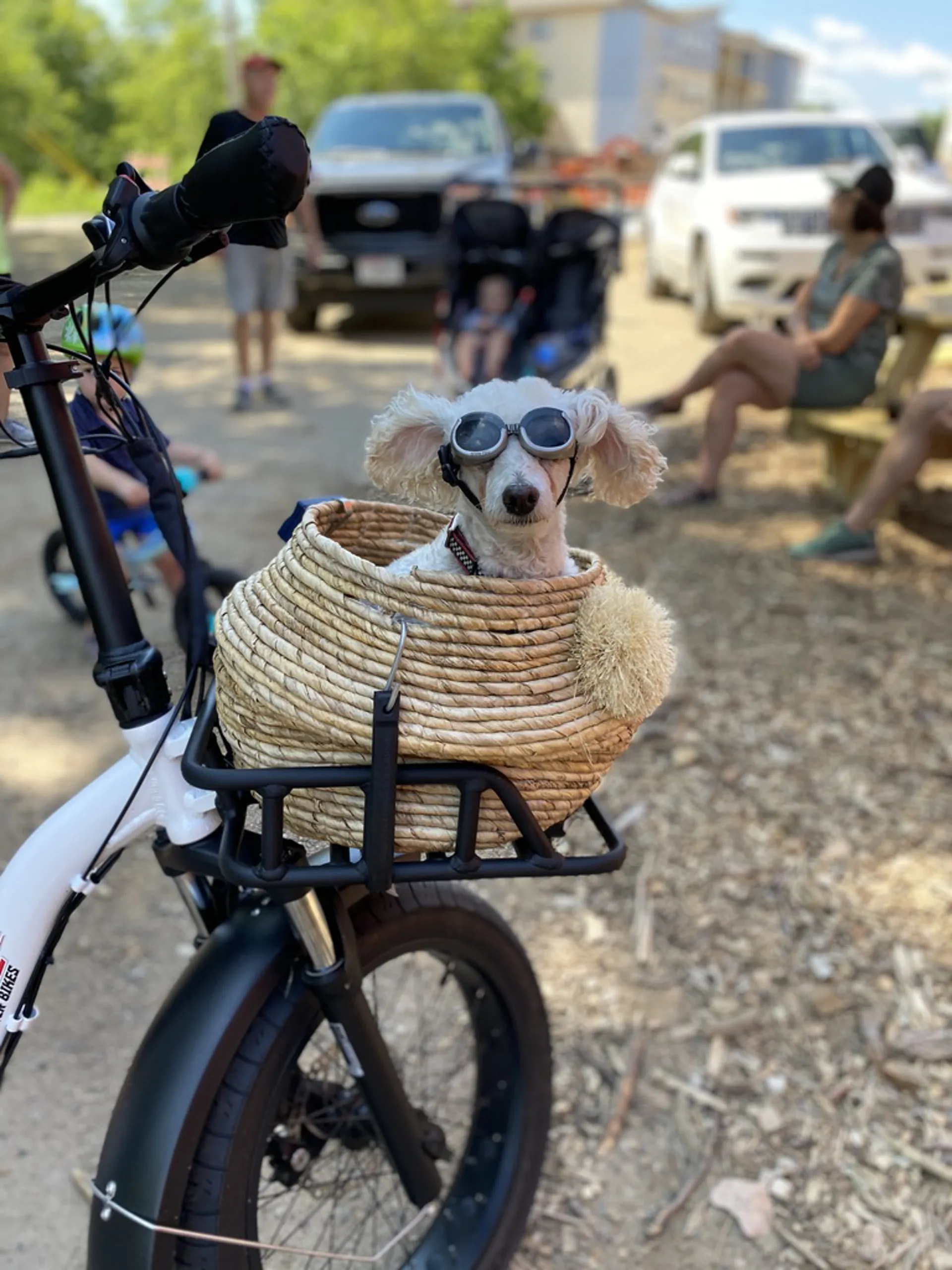 Dog in goggles sitting in a bike basket